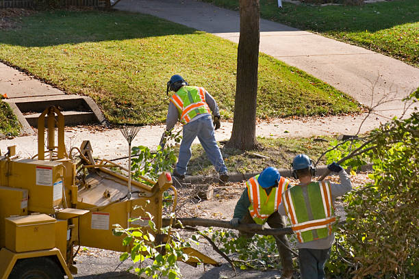 Best Utility Line Clearance  in Urbana, IA