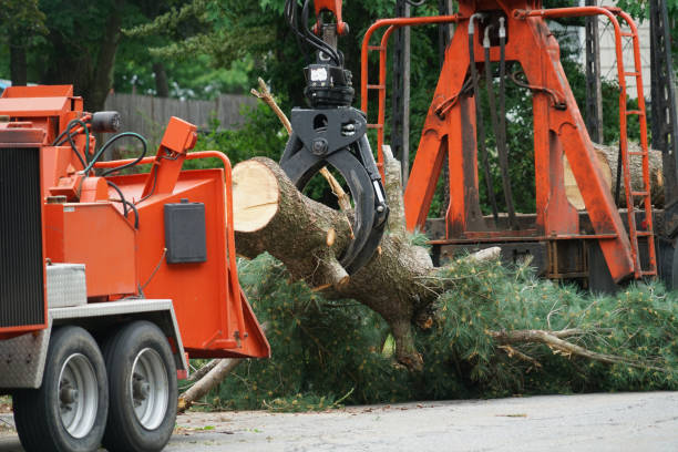  Urbana, IA Tree Services Pros